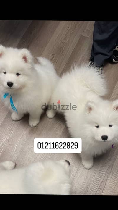 Samoyed puppies سامويد