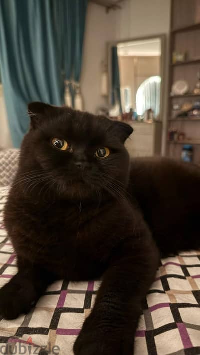Dark Scottish Fold Gentleman