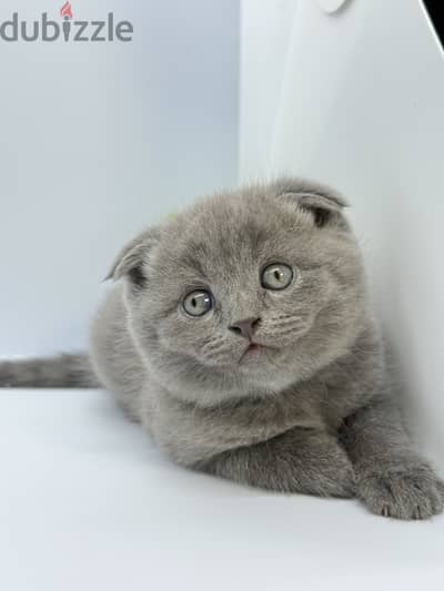 VFF British/Scottish Shorthair Kittens