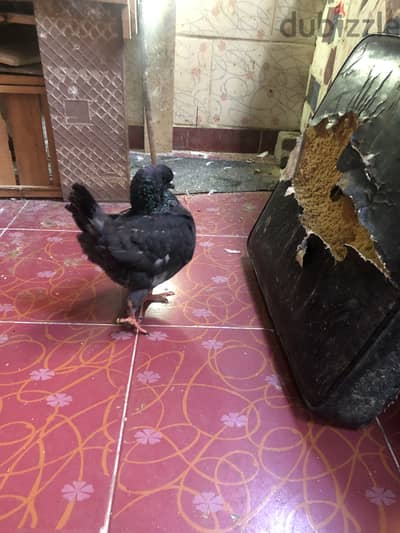 نتايه كنك