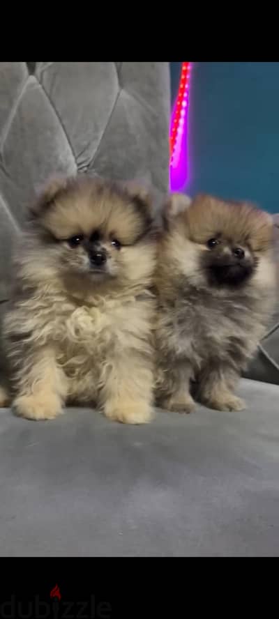 Pomeranian  ((( Teacup ))  Available Now in Egypt بومرينيان  &  poodle