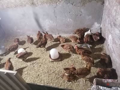 فراخ ساسو