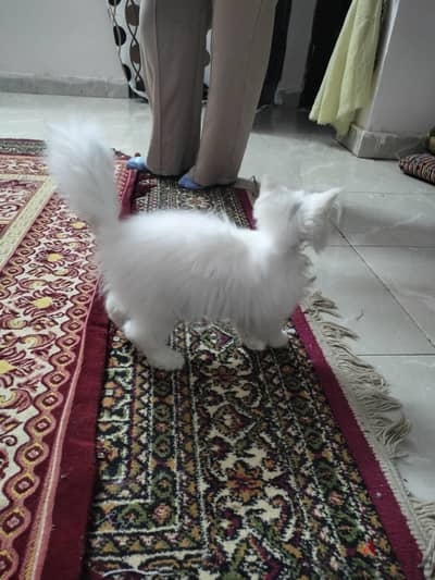 ولد وبنت شرازي بيوار للبيع