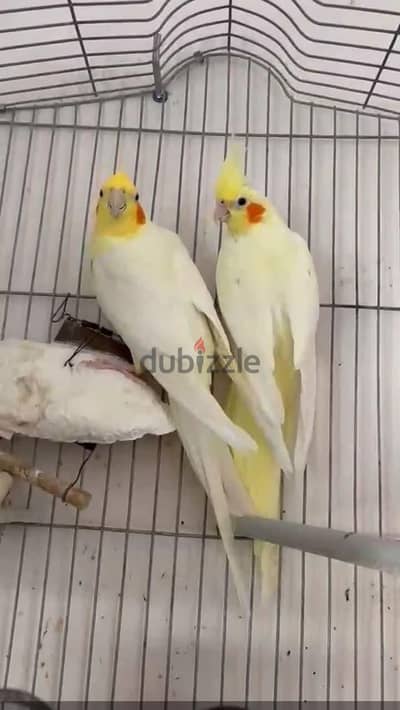 جوز كوكتيل شغال