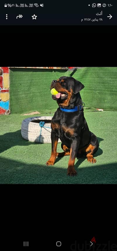 مدرب كلاب احترافي جميع المراحلPrivet Dogs Trainer