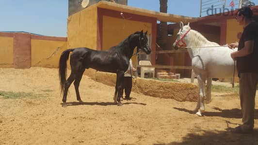 حصان عربي ادهم بجميع الأوراق  احلي ركوب سعر لن يتكرر