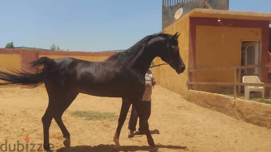 حصان عربي ادهم بجميع الأوراق  احلي ركوب سعر لن يتكرر