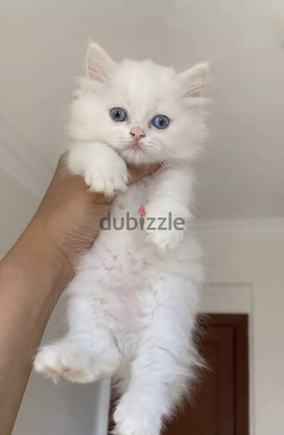 شيرازي بيور عيون زرقاء