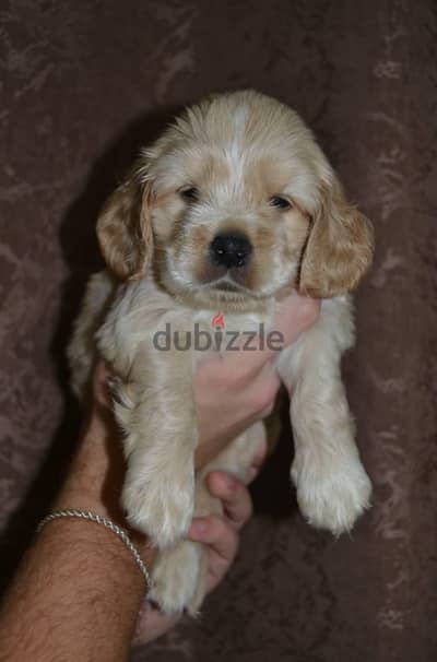 cocker spaniel