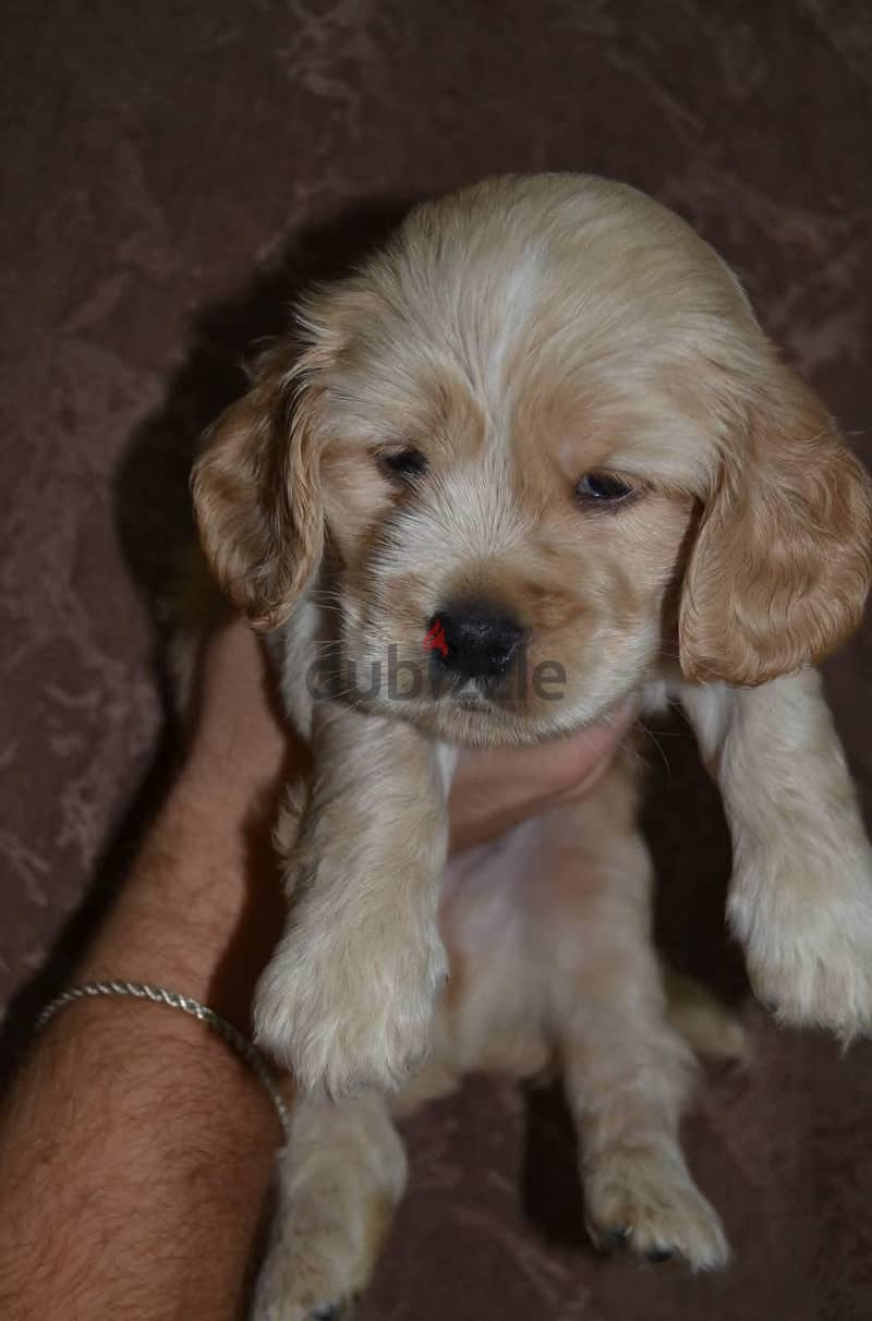 cocker spaniel 1