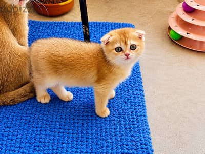 Pure Scottish Fold Male Kitten – Champion Bloodline