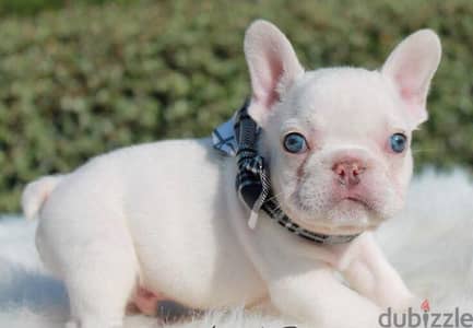 فرينش بولدوج French bulldog