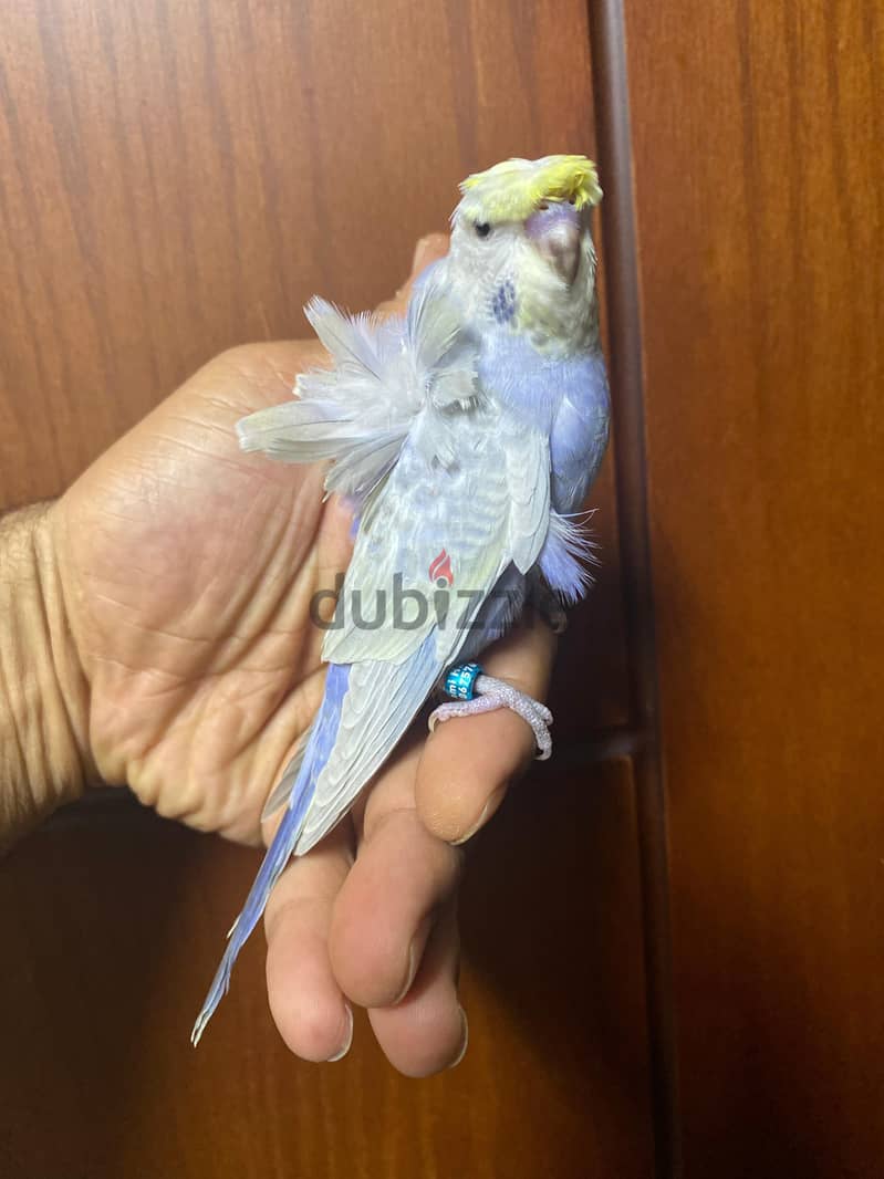 for sale 5