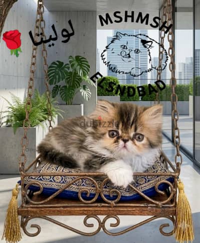 بنوتة بيرشن زورار