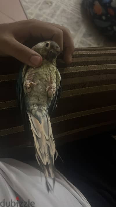 كنيور تركواز يلو سايد