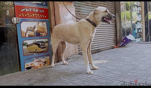 نتايه حايضه