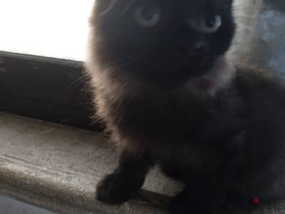 Himalayan kittens