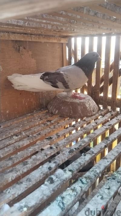 دكر ازرق قطيفه و دكر حلس اخضر