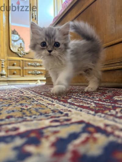 السيده زينب