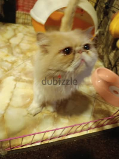 قط بيرشن زرار للبيع