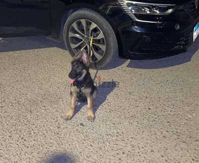 جرمن شيبرد German Shepherd