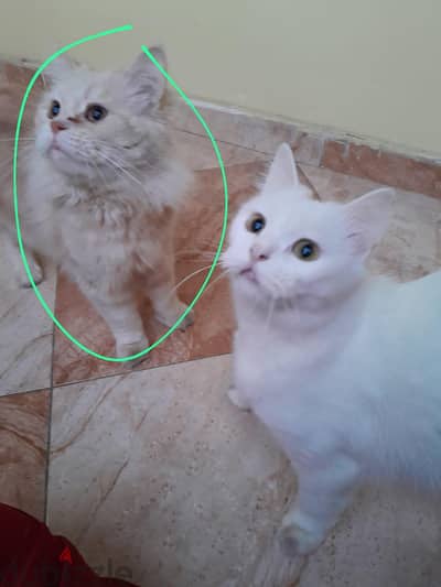 للتبنى مجانى