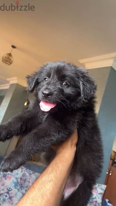 Black Retriever puppy