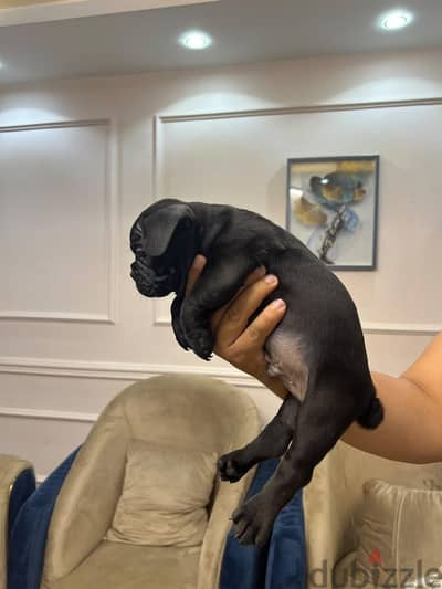 male french bulldog with good price