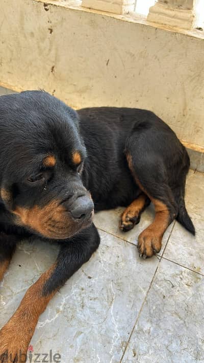 Rottweiler male for sale