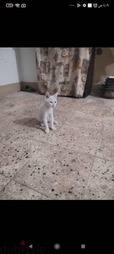 قطه بيتي