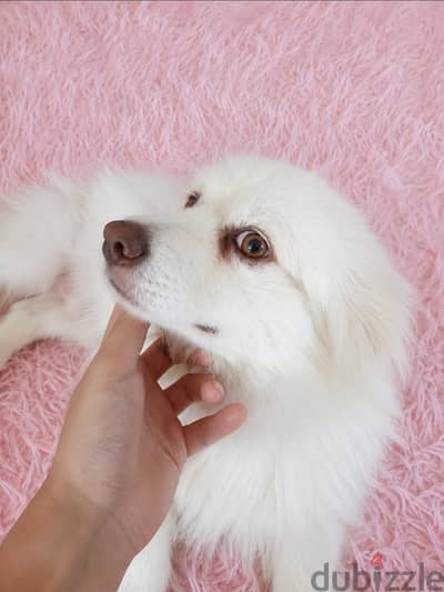 كلب بوميرينيان (Pomeranian) بيور للبيع!