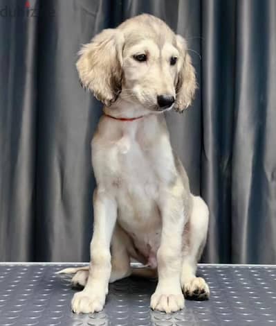 Saluki puppy boy from Russia