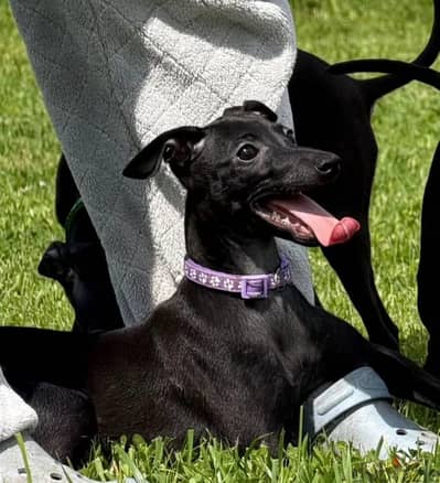Italian greyhound puppy boy from Russia