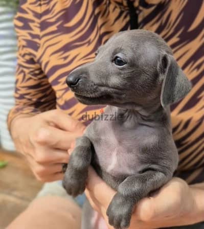 Italian greyhound puppy boy from Russia