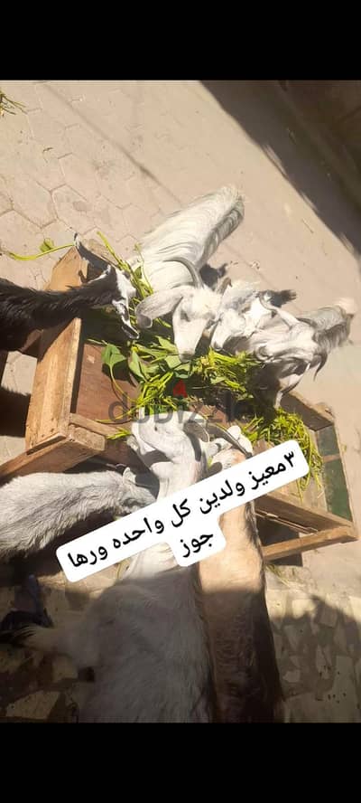 معيز للبيع