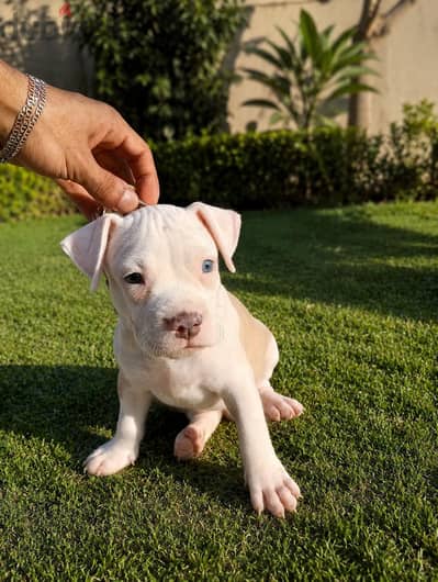 American pitbull terrier puppies. |||||.  امريكان بيتبول