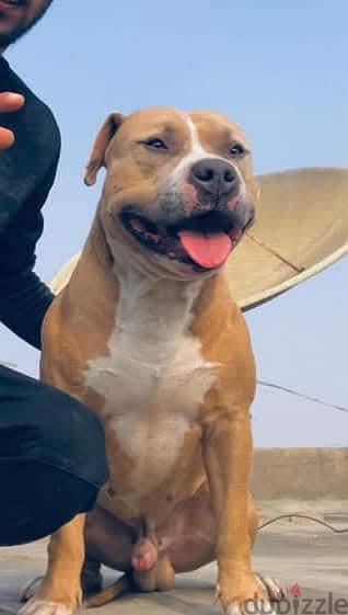 American pitbull terrier |||||.  امريكان بيتبول