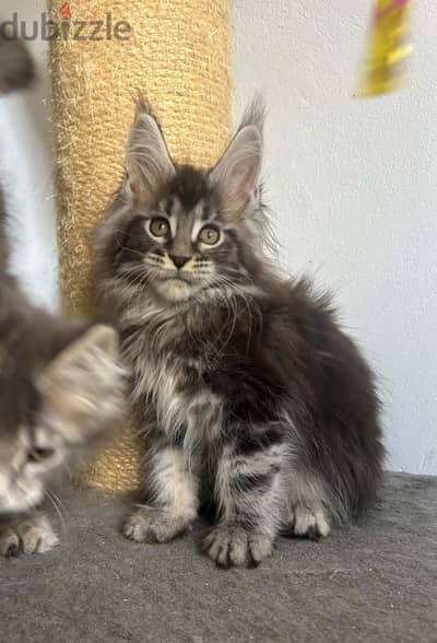 Amazing baby male Maine coon