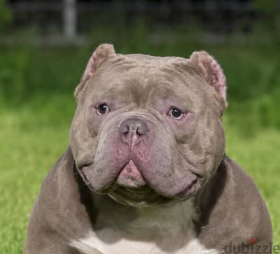 American bully pocket male