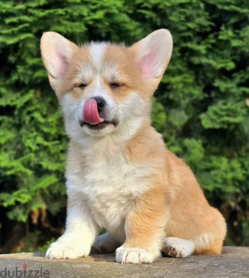 Pembroke welsh corgi puppy boy 1