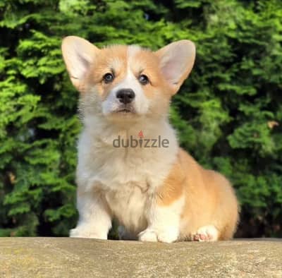 Pembroke welsh corgi puppy boy
