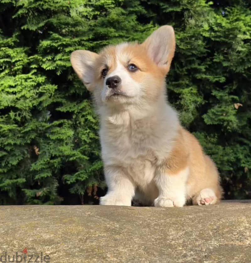 Pembroke welsh corgi puppy boy 2
