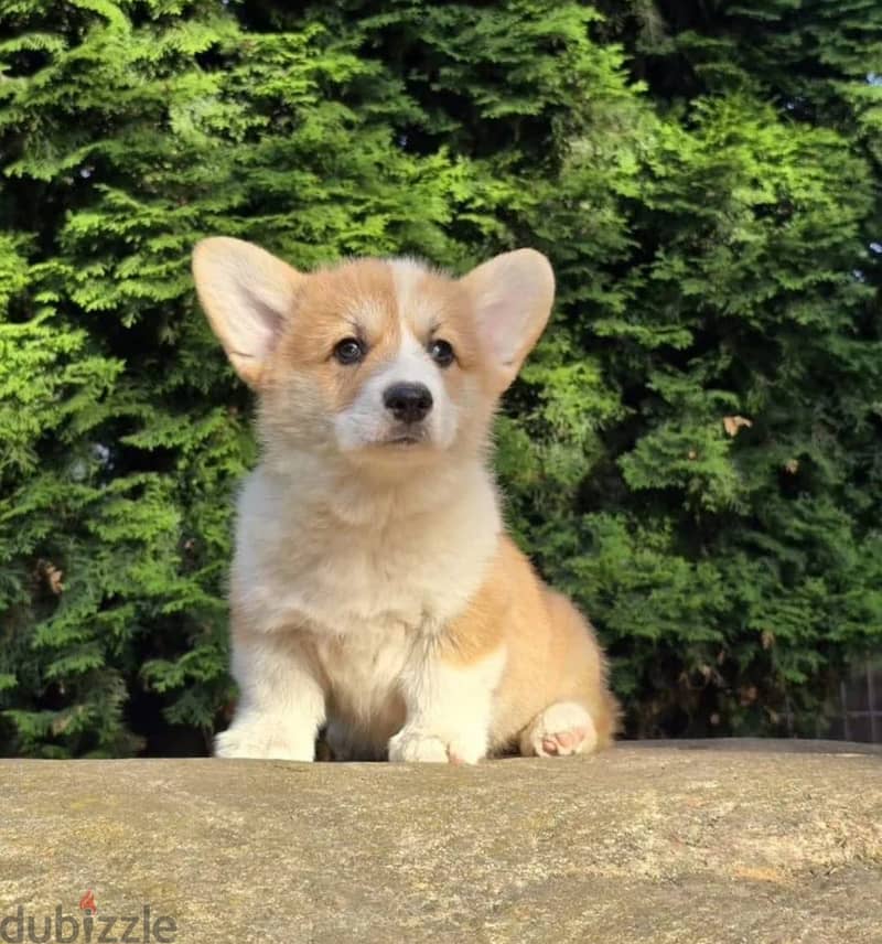 Pembroke welsh corgi puppy boy 3