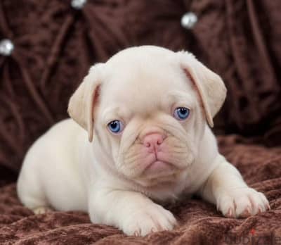 Pug puppy boy from Russia