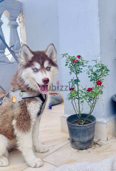للبيع – هاسكي سيبيري بيور (Siberian Husky Pure)