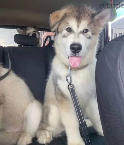 Alaskan malamute puppy boy from Russia