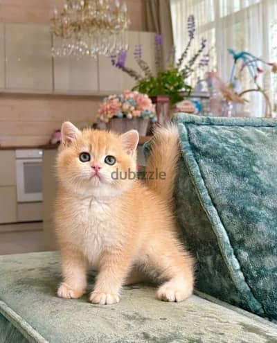 British shorthair kitten female from Russia