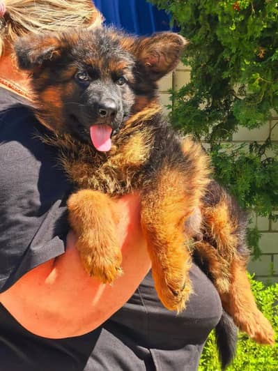 German shepherd puppies from Russia