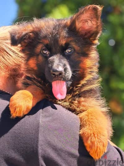 German shepherd puppies from Russia
