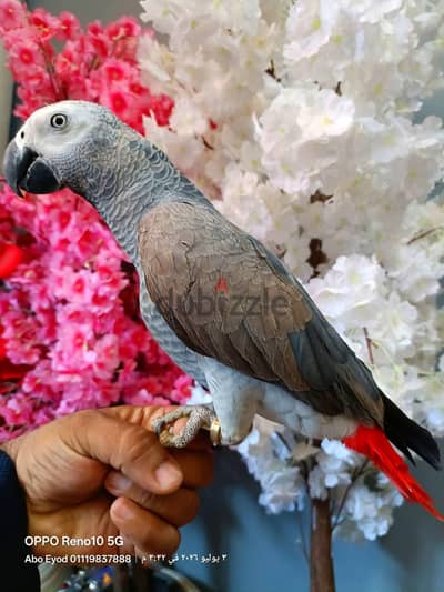 زنجبارى اليف لا يوجد عض نهائى